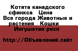 Котята канадского сфинкса › Цена ­ 15 - Все города Животные и растения » Кошки   . Ингушетия респ.
